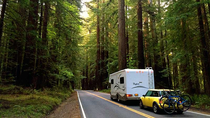 Bigfoot, at home in the Redwoods