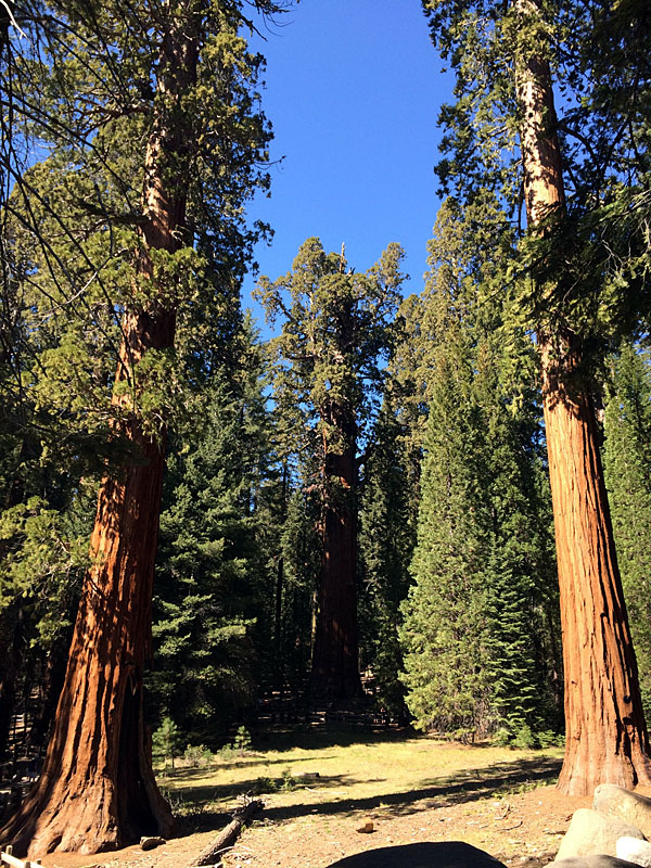 The General Sherman Tree, the largest tree in the world