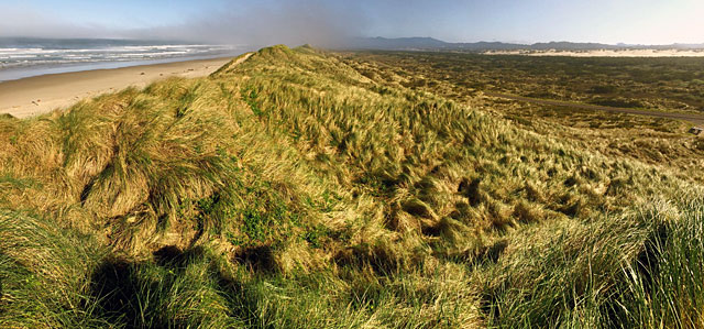 Fog rolling over the sand dunes and wind-swept grasses in Florence