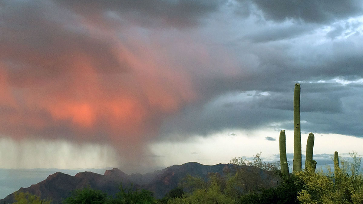 The tree-like Saguaro cactuses live for decades in a land with little rain