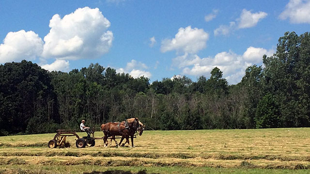 An Amish farmer works his field