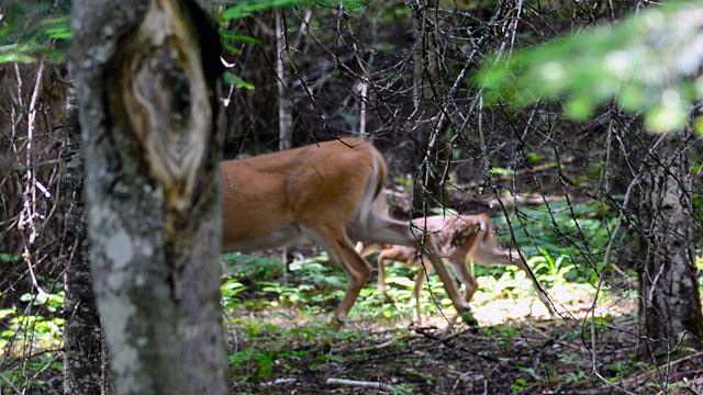 A fleeting glimpse of a mama deer and her baby...