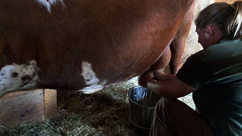 Milking time at the Farmer' Museum