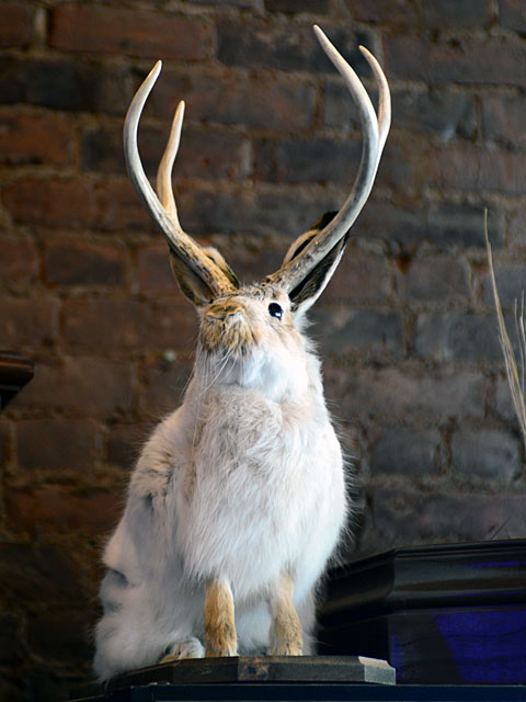 Jackalope!