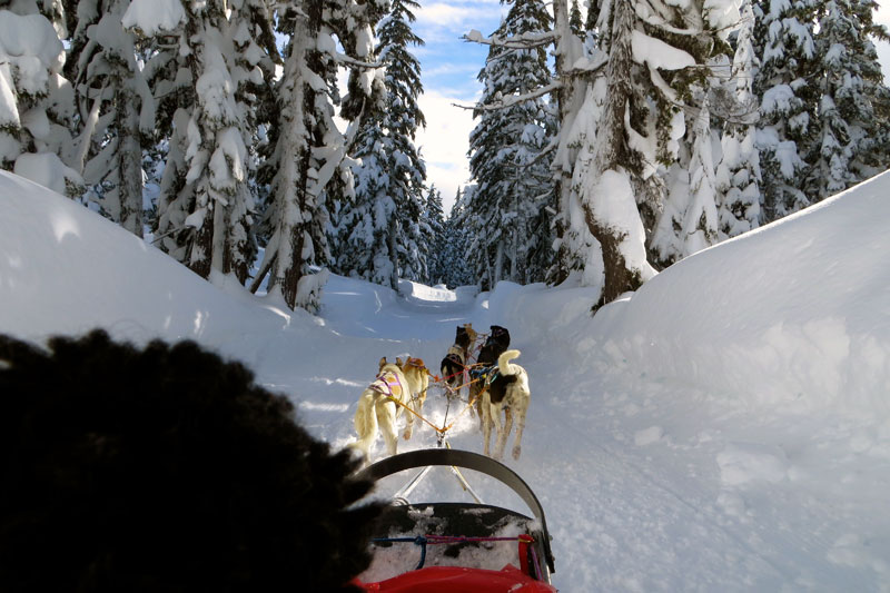 Kim, dogsledding in central Oregon