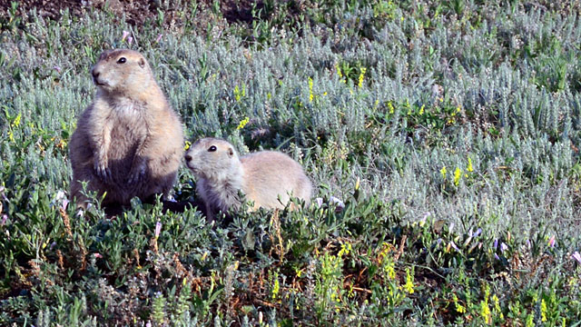 Prairie dogs