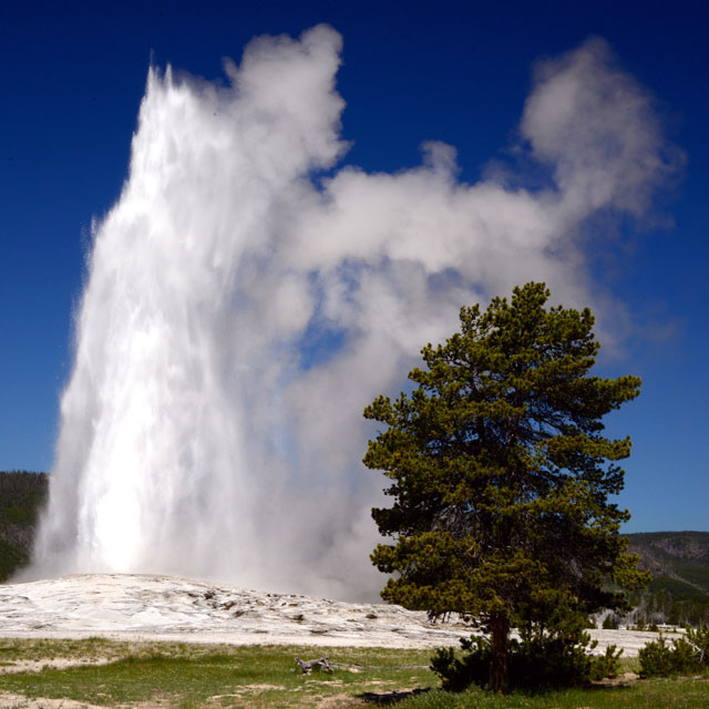 Old Faithful in action